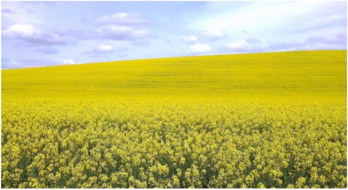 blondinette-et-les-trois-ours