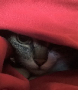 Le Chat qui allait tout seul (6)-2